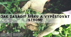 Jak Zasadit Šišku A Vypěstovat Strom!