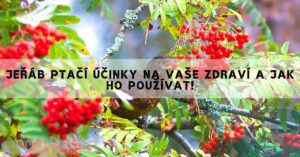 Jeřáb Ptačí Účinky Na Vaše Zdraví A Jak Ho Používat!