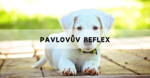 pavlovův reflex