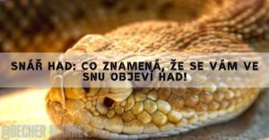 Snář Had: Co Znamená, Že Se Vám Ve Snu Objeví Had!