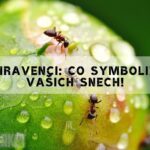 Snář Mravenci: Výklad Vašeho Snu!