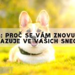 Snář Pes: Proč Se Vám Znovu A Znovu Ukazuje Ve Vašich Snech!