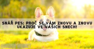 Snář Pes: Proč Se Vám Znovu A Znovu Ukazuje Ve Vašich Snech!