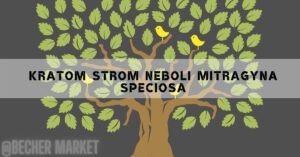 Kratom strom neboli Mitragyna speciosa