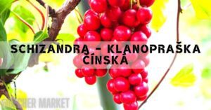 a cluster of bright red schizandra chinensis berries hanging on a vine with green leaves in natural sunlight