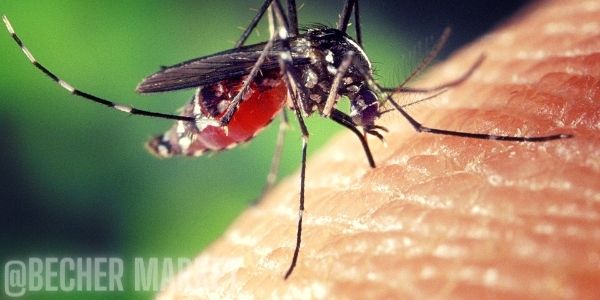 alergicka reakce na komary