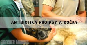 Antibiotika pro psy a kočky: Jsou škodlivé pro vašeho mazlíčka?