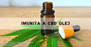 Vliv CBD Oleje na Imunitu! Jsou sním spojená rizika?