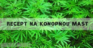 lush green cannabis plant leaves with overlaid text "recept na konopnou mast" for homemade hemp salve guide