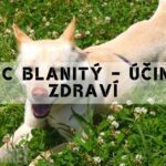 Kozinec Blanitý: Účinky & Jak užívat pro lepší zdraví!