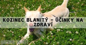 a white dog with a collar lying in clover plants, possibly illustrating natural wellness themes.