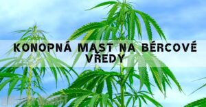 a cannabis plant with green leaves against a clear sky, highlighting natural medicinal properties for topical use like konopná mast.