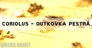 a close-up of golden-brown Coriolus mushroom slices drying, labeled "Outkovka pestrá" with a warm, blurred background.