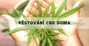 Jak pěstovat CBD doma: Jak & Co budete potřebovat!