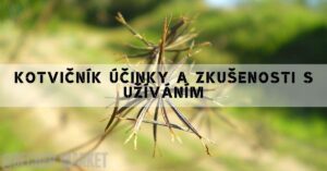 Kotvičník účinky a zkušenosti s užíváním (i dlouhodobým užíváním)