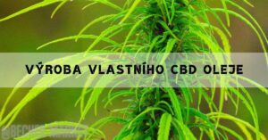 a close-up of hemp plant leaves and buds used for homemade cbd oil extraction