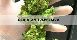 a hand holding a dense cluster of green cannabis buds, possibly hemp rich in CBD, with text overlay mentioning "CBD a antidepresiva"