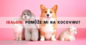 three pets—a small grey poodle, a corgi, and a white kitten—sitting together against a pink background with text warning about ibuprofen-based medications like ibalgin for animals.
