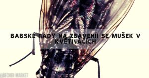 Babské Rady Na Zbaveníi Se Mušek V Květináčích! Opravdu Účinné
