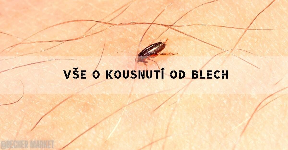 Kousnutí Od Blechy: Jak Poznat, Léčit a Jak Jim Předcházet!