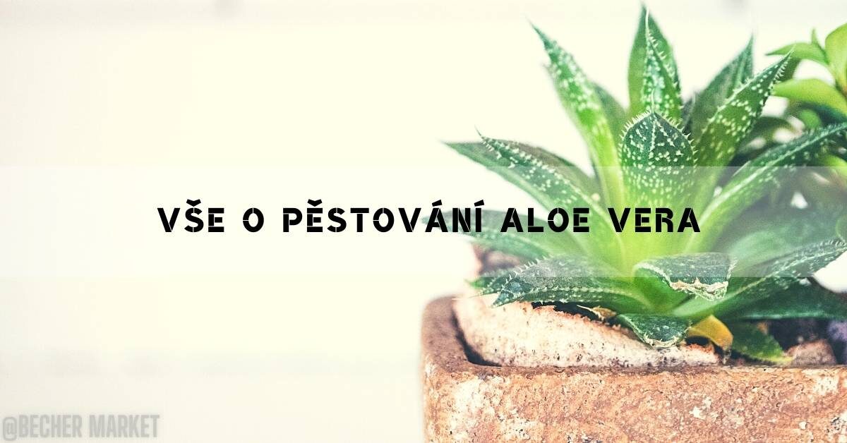 Pěstování Aloe Vera: Jak Rychle Vypěstovat Tuto Léčivou Rostlinu!