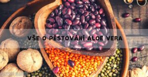19 Nejlepších Zdrojů Rostlinných Bílkovin Pro Zdraví & Výkon!