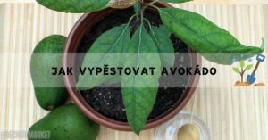 Jak Doma Vypěstovat Avokádo Z Pecky Pro Začátečníky!