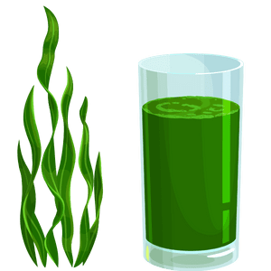 Chlorella