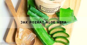 sliced fresh aloe vera leaves alongside gel cubes and a jar of aloe vera product for identifying genuine aloe vera