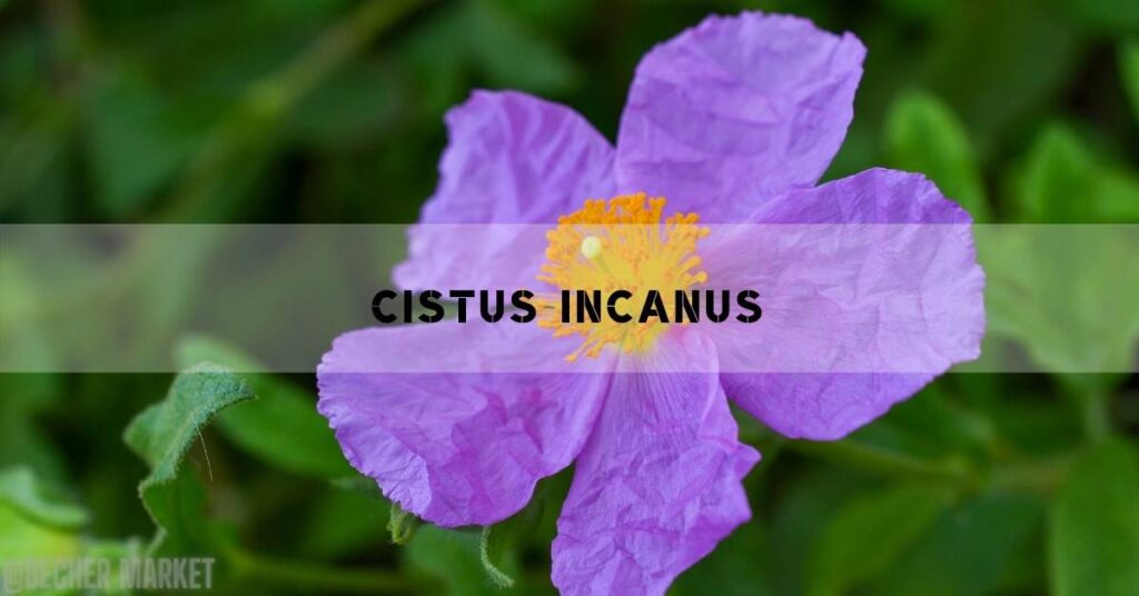 Růže skalní – Cistus Incanus: Účinky, Rizika & Recepty!