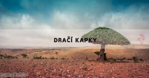 Dračí Krev: Účinky,Zkušenosti, Recenze & Rizika!