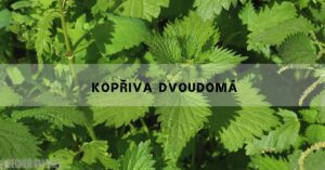 Kopřiva Dvoudomá: Účinky, Sbírání & Recepty!