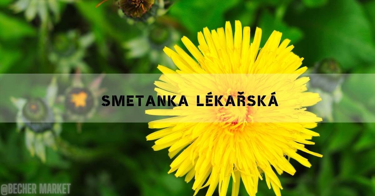Smetanka Lékařská: Zdravotní Účinky & Jak Sbírat & 4 Recepty!