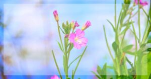 Vrbovka (Epilobium sp) a její účinky na zdraví!