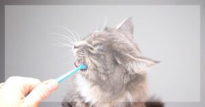 Jak Si Správně Čistit Zuby: Krok Za Krokem!