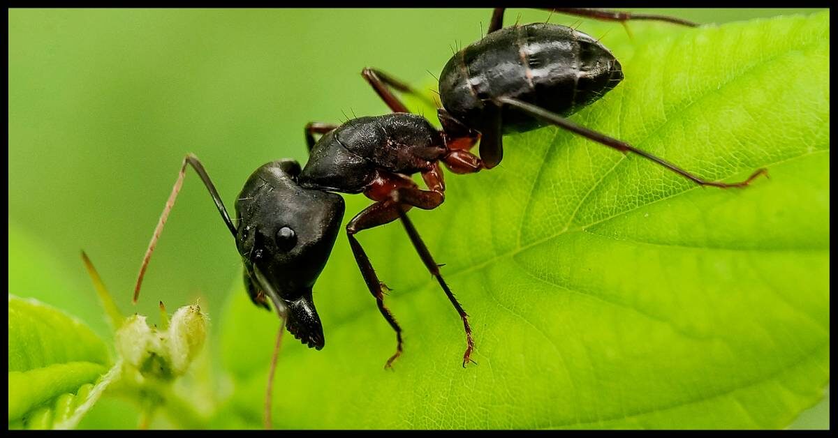 Jak Vypadá Kousnutí Od Mravence & Jak Jej Léčit!