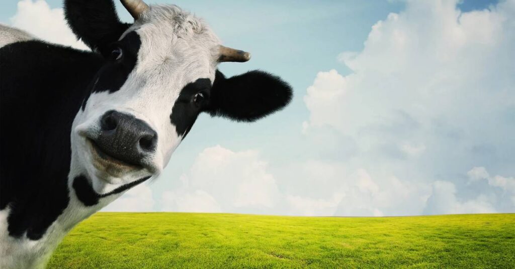 Kolik Žaludků Má Kráva? Proč Jich Má Tolik?