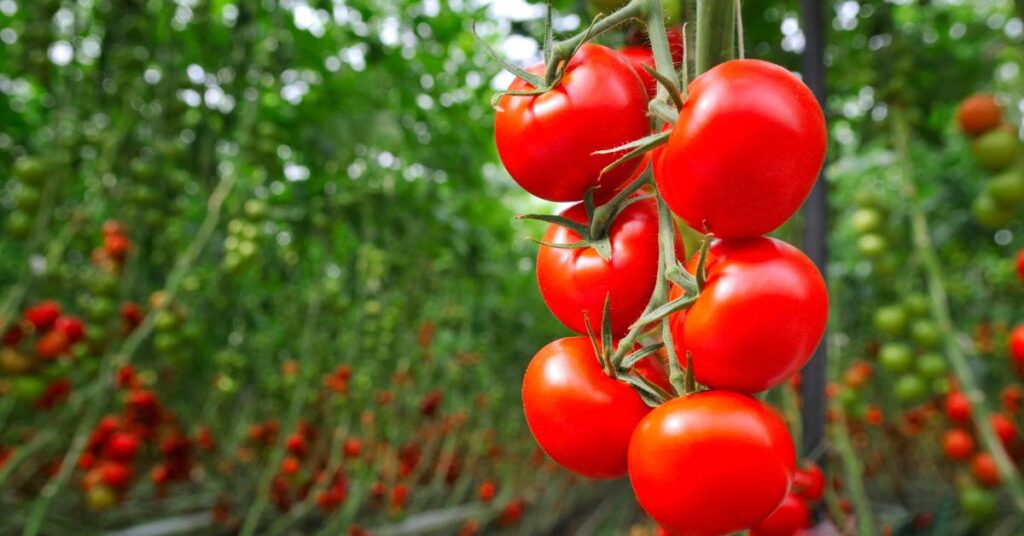 10 důvodů proč nejíst rajčata: Rizika a vedlejší účinky konzumace rajčat