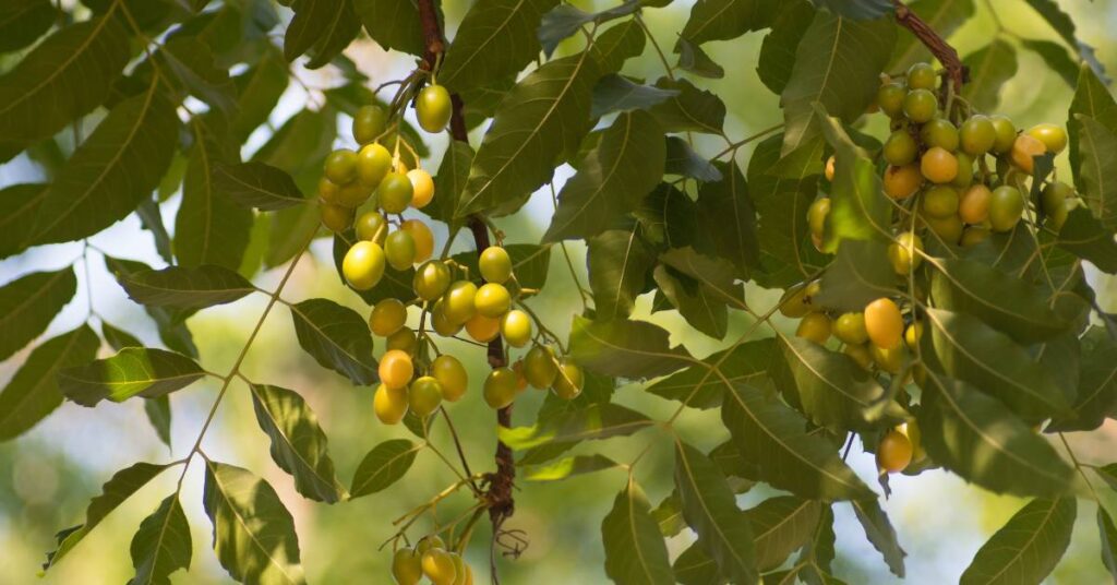 10 blahodárných účinků Neemu (Azadirachta Indica) na lidské zdraví