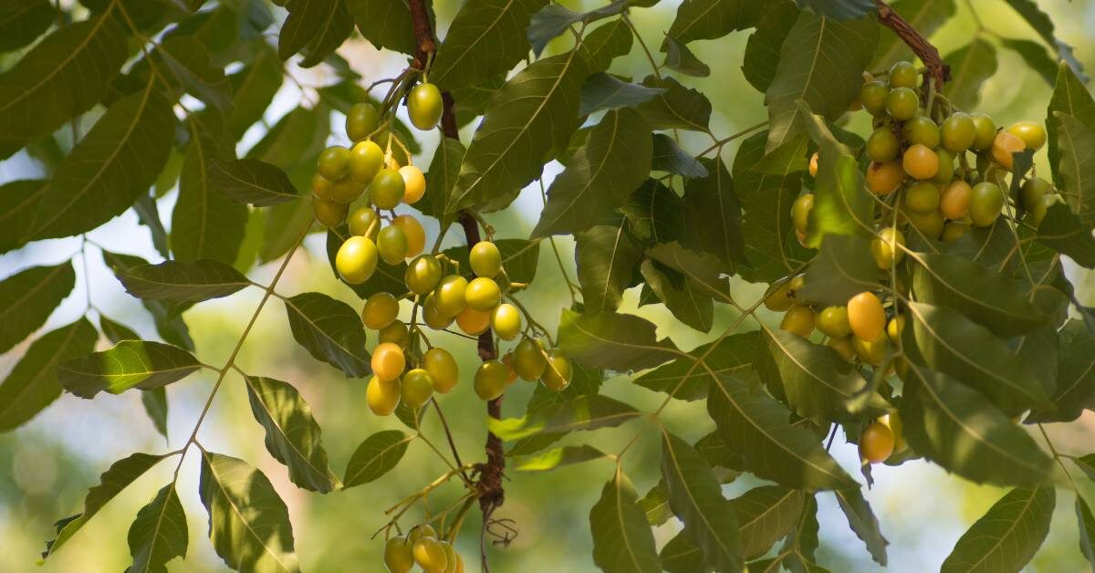 10 blahodárných účinků Neemu (Azadirachta Indica) na lidské zdraví