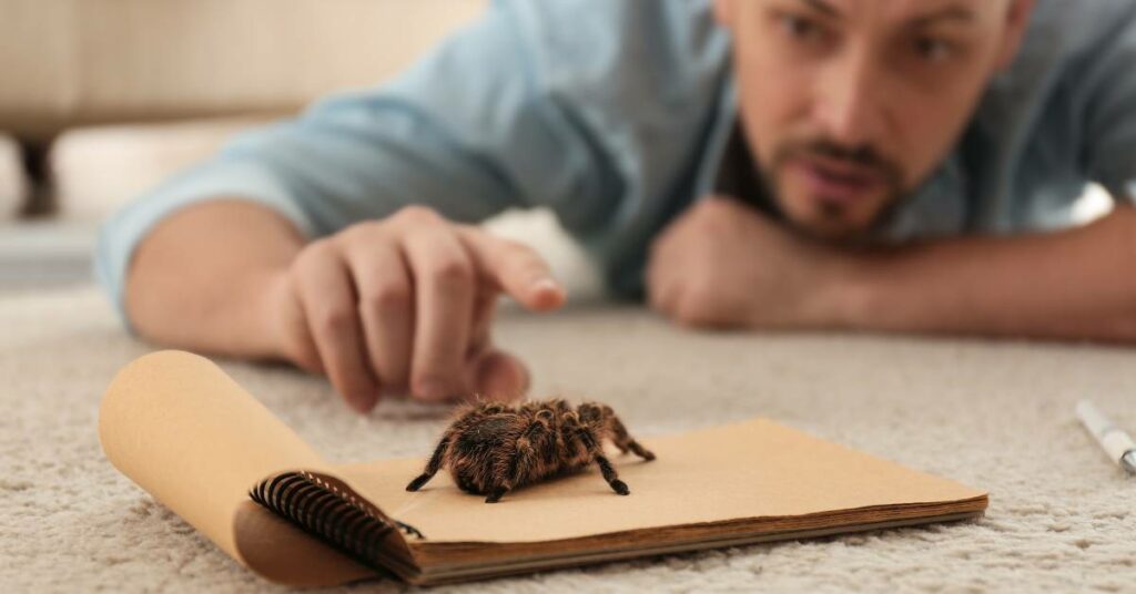 jak prekonat strach z pavouku