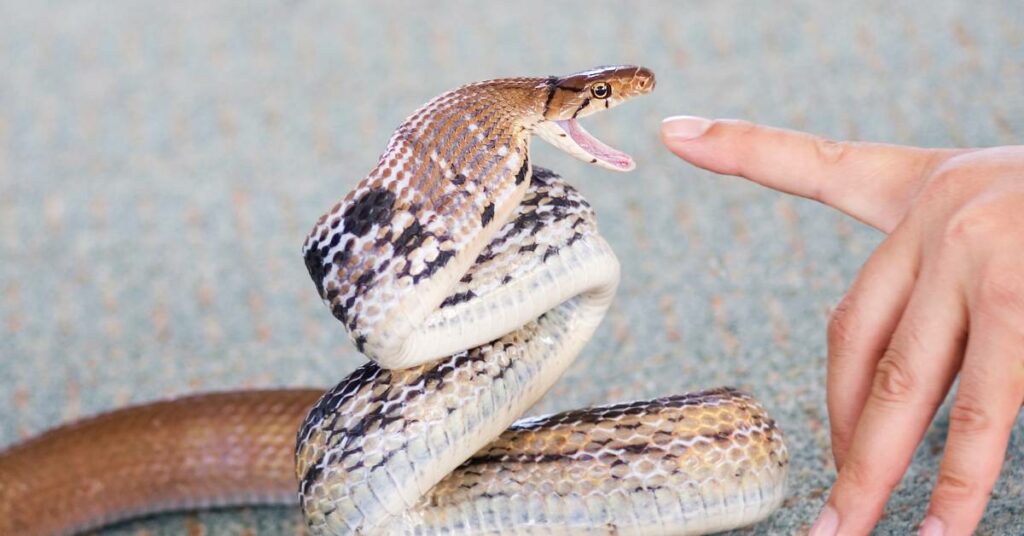 Fobie z hadů: Příčiny a léčba! [+ 4 tipy pro překonání strachu z hadů]
