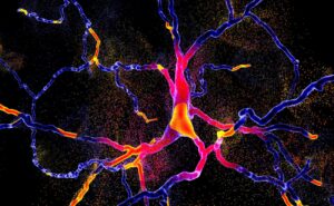 Prolaktin a dopamin: Vztah, funkce a vliv na lidské tělo