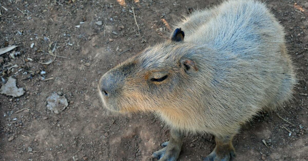 Kolik stojí kapybara? Jaké jsou měsíční náklady na tohoto mazlíčka?