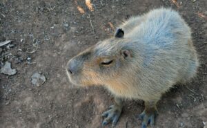 Kolik stojí kapybara? Jaké jsou měsíční náklady na tohoto mazlíčka?