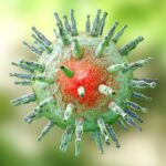 Virus Epsteina-Barrové je všudypřítomný společník, se kterým se setká drtivá většina lidí. Tato nenápadná infekce často proběhne bez větších komplikací, ale někdy dokáže pořádně zamávat s lidským zdravím. Ať už jste s EBV již měli tu čest, nebo vás tato známost teprve čeká, je dobré vědět, s kým si to budete "mazlit". Co je to Epstein-Barrové virus (EBV)? Epstein-Barrové virus (EBV), také známý jako lidský herpesvirus 4 (HHV-4), je virus z čeledi herpesvirů. Jedná se o dvojřetězcový DNA virus, který byl objeven v roce 1964 Epsteinem a Barrem. EBV patří mezi nejrozšířenější lidské viry - odhaduje se, že je jím infikována více než 90 % světové populace. EBV se řadí do podčeledi gamma herpesvirů a skupiny Lymphocryptovirus. Podobně jako ostatní herpetické viry má schopnost vyvolávat doživotní latentní infekci v hostitelských buňkách. Po primární infekci virus přetrvává v organismu v neaktivním stavu, ale může se znovu aktivovat a způsobit opětovné projevy onemocnění. Jak se EBV přenáší? Hlavní cestou přenosu EBV jsou slinné sekrety a přímý kontakt s nimi. Virus se šíří například: Polibky a sliněním Sdílením nádobí a příborů Společným okusováním jídla Kapénkovou nákazou při kašli a kýchání Méně častými způsoby přenosu jsou transfuze krve, transplantace orgánů a vertikální přenos z matky na dítě během těhotenství a porodu. Inkubační doba EBV je relativně dlouhá - 4 až 6 týdnů. To znamená, že příznaky se mohou objevit až měsíc a půl po nakažení virem.Nejvyšší riziko nákazy mají mladí lidé ve věku 15-25 let, proto se infekční mononukleóze způsobené EBV někdy přezdívá "nemoc z líbání". V dětství je infekce často bezpříznaková nebo probíhá jako lehká viróza. Naopak u dospívajících a dospělých, kteří dosud nebyli infikováni, může vést k plně rozvinuté infekční mononukleóze. Testy & Diagnostika Diagnostika infekce EBV může být složitá, protože příznaky se podobají mnoha jiným onemocněním. Klíčovou roli hrají krevní testy na protilátky proti EBV. Pojďme se podrobněji podívat na metody používané k potvrzení diagnózy EBV. Testy na protilátky proti EBV Protilátky jsou bílkoviny vytvářené imunitním systémem jako obrana proti cizorodým látkám (antigenům). Při infekci EBV tělo produkuje specifické protilátky namířené proti různým antigenům viru. Sledováním přítomnosti a hladin těchto protilátek lze určit, zda jde o: Primární infekci (novou nebo nedávnou) Reaktivaci viru u dřívější infekce Minulou infekci Testují se protilátky proti těmto antigenům EBV: Virový kapsidový antigen (VCA) Anti-VCA IgM se objevuje brzy při primární infekci a obvykle vymizí do 4-6 týdnů. Anti-VCA IgG se tvoří v akutní fázi, dosahuje vrcholu za 2-4 týdny a poté přetrvává celý život. Časný antigen (EA) Anti-EA se vyskytuje v akutní fázi a po 3-6 měsících klesá. Až 20 % lidí má ale protilátky proti EA i roky po infekci. Jaderný antigen EBV (EBNA) Protilátky anti-EBNA se netvoří v akutní fázi, ale až 2-4 měsíce po nástupu příznaků. Poté přetrvávají doživotně. Interpretace výsledků vyžaduje zkušenost a znalost klinického stavu pacienta. Obecně platí: Absence protilátek proti VCA = jedinec je vnímavý k infekci EBV Přítomnost anti-VCA IgM bez anti-EBNA = primární/recentní infekce Přítomnost anti-VCA IgG i anti-EBNA = prodělaná infekce v minulosti Další testy Kromě testů na protilátky se může využít i přímé stanovení virové nálože EBV v krvi pomocí PCR. Tato metoda je vhodná zejména u imunokompromitovaných pacientů s podezřením na reaktivaci viru.Dříve hojně používaný Monotest (heterofylní protilátky) se dnes pro diagnostiku EBV nedoporučuje kvůli nízké specificitě a citlivosti. Kdy je potřeba testovat? Testy na EBV se obvykle provádí, pokud: Pacient má příznaky infekční mononukleózy, ale nejedná se o typický průběh Existuje podezření na jinou nemoc způsobenou EBV (lymfomy, nádory) Pacient má oslabený imunitní systém a hrozí reaktivace viru Těhotná žena má chřipkové příznaky (riziko přenosu na plod) Celkově lze říci, že diagnostika EBV infekce je komplexní proces vyžadující zkušeného lékaře a správnou interpretaci výsledků krevních testů v kontextu klinického obrazu. Léčba infekce virem Epsteina-Barrové Bohužel neexistuje žádná specifická léčba proti infekci EBV. Léčba je tedy zaměřena pouze na zmírnění příznaků a prevenci komplikací. Mezi hlavní postupy patří: Podpůrná léčba Dostatečný odpočinek - zejména v prvních 1-2 týdnech, kdy jsou příznaky nejintenzivnější Dostatek tekutin k prevenci dehydratace Léky proti bolesti a horečce (ibalgin, ibuprofen) Prevence komplikací Vzhledem k riziku prasknutí sleziny u pacientů s infekční mononukleózou se doporučuje: Vyvarovat se kontaktním sportům a těžké fyzické zátěži po dobu minimálně 1 měsíce nebo do odeznění příznaků Lékaři někdy provádí ultrazvukové vyšetření k monitorování velikosti sleziny Vzácně se u závažných komplikací (jako je obstrukce dýchacích cest) nasazují kortikosteroidy. Antivirotika nemají účinek Dostupná antivirotika jako acyklovir nebo ganciklovir nemají žádný prokazatelný účinek na průběh infekční mononukleózy ani jiných onemocnění způsobených EBV. Jejich použití se nedoporučuje. Délka rekonvalescence Většina pacientů se plně zotaví během 2-4 týdnů od propuknutí příznaků. U části z nich však může přetrvávat únava i několik měsíců po odeznění akutní fáze. Trpělivost a dostatek odpočinku jsou v této fázi klíčové. Prevence Vzhledem k tomu, že virus Epsteina-Barrové (EBV) je nesmírně rozšířený a přenáší se snadno, je důležité znát způsoby, jak omezit riziko nákazy a zabránit dalšímu šíření viru. Bohužel zatím neexistuje žádná vakcína proti EBV, prevence se tedy zaměřuje hlavně na dodržování hygienických zásad a omezení kontaktu s infikovanými osobami. Zásady prevence EBV infekce Protože se EBV přenáší tělesnými tekutinami, zejména slinami, je klíčové omezit kontakt s nimi. Doporučuje se: Nevyměňovat si příbory, sklenice a lahve s jinými lidmi Nekousat z jednoho jídla s někým dalším Nesdílet zubní kartáčky ani jiné předměty pro ústní hygienu Nelíbat se s osobami, u kterých předpokládáte aktivní infekci EBV Nekouřit a nepít z jedné lahve s ostatními Zakrývat si ústa při kašli a kýchání Často si mýt ruce mýdlem a teplou vodou Zvláštní opatrnost je třeba u dětí, které často kladou předměty do úst. Je vhodné pravidelně dezinfikovat jejich hračky a další věci, se kterými přicházejí do kontaktu.Pokud jste nakaženi EBV, zůstaňte doma a vyhýbejte se kontaktu s ostatními, dokud neodezní příznaky. Tím zabráníte dalšímu šíření infekce. Prevence u rizikových skupin Speciální pozornost je třeba věnovat prevenci u osob s oslabenou imunitou, jako jsou pacienti po transplantaci orgánů nebo s HIV/AIDS. U nich hrozí větší riziko reaktivace latentní EBV infekce a rozvoje závažných komplikací.Před transplantacemi se proto rutinně testuje přítomnost protilátek proti EBV u dárců i příjemců. Pokud jsou oba negativní, lze zvážit podání imunoglobulinu s protilátkami proti EBV jako prevenci.U HIV pozitivních pacientů se doporučuje pečlivé monitorování virové nálože EBV a případná úprava léčby k posílení imunity. Dlouhodobé následky a výhled pro pacienty s infekcí EBV Virus Epsteina-Barrové (EBV) má schopnost zůstat v těle hostitele v latentním, neaktivním stavu po celý život. I když akutní fáze infekce odezní, virus nikdy zcela nezmizí z organismu. Jaké jsou tedy dlouhodobé důsledky a rizika spojená s touto celoživotní přítomností EBV? EBV a chronické nemoci Existují důkazy, že latentní EBV infekce může hrát roli v rozvoji některých chronických onemocnění, zejména: Autoimunitních onemocnění jako je roztroušená skleróza, lupus, revmatoidní artritida nebo Sjögrenův syndrom. EBV může narušovat regulaci imunitního systému. Některých typů rakoviny - EBV je spojován s lymfomy (Burkittův, Hodgkinův), karcinomem nosohltanu, žaludku a dalšími nádory. Virus může ovlivňovat buněčný cyklus a onkogeny. Chronického únavového syndromu - přestože přímá souvislost není zcela potvrzena, u části pacientů s CFS se nachází zvýšená aktivita EBV. Mechanismy, jakými EBV potenciálně přispívá k těmto onemocněním, jsou stále předmětem intenzivního výzkumu. Zdá se však, že dlouhodobá přítomnost viru v těle může mít negativní dopady. Monitorování a prevence komplikací I když většina lidí s latentní EBV infekcí nemá žádné obtíže, u některých rizikových skupin je vhodné pravidelné sledování: Pacienti po transplantaci orgánů - kvůli potlačené imunitě a riziku reaktivace EBV se monitoruje virová nálož v krvi. HIV pozitivní - oslabená imunita může vést k reaktivaci EBV a rozvoji lymfomů či dalších komplikací. Pacienti s autoimunitními chorobami - EBV může zhoršovat jejich stav, vhodná je kontrola protilátek. Obecně platí, že udržování dobré imunity a zdravého životního stylu může pomoci předcházet komplikacím u latentní EBV infekce. Výhled do budoucna I když EBV zůstává v těle navždy, pro většinu lidí nepředstavuje vážnější riziko. Vývoj nových léků a vakcín proti EBV však slibuje lepší kontrolu nad tímto rozšířeným virem.Očekává se, že budoucí terapie budou schopné udržovat EBV v klidovém stavu a zabránit jeho reaktivaci i rozvoji souvisejících onemocnění. Vědci také zkoumají možnosti úplné eliminace latentního EBV z organismu.I když je tedy EBV celoživotním společníkem, nemusí to nutně znamenat obavy. Pokračující výzkum a pokrok v lécích dávají naději na účinnější zvládání této infekce. Často Kladené Otázky Je EBV nakažlivý a jak se přenáší?Ano, EBV je velmi nakažlivý virus přenášející se hlavně slinami a slinovými sekrety. Šíří se polibky, sdílením příborů/nápojů, kapénkovou nákazou při kašli apod. Inkubační doba je 4-6 týdnů.Jaké jsou příznaky infekce EBV/mononukleózy?Typické příznaky zahrnují horečku, bolesti v krku, zvětšené uzliny, extrémní únavu, bolesti svalů a hlavy. Někdy se přidává žloutenka, zvětšená slezina nebo jaterní problémy.Způsobuje EBV chronický únavový syndrom?Přímá souvislost není potvrzena, ale u části pacientů s CFS se nachází zvýšená aktivita EBV. Role viru v tomto onemocnění je předmětem výzkumu.Lze se EBV infekce úplně zbavit?Ne, virus zůstává v těle v latentním stavu celý život po primární infekci. Lze jej však udržovat pod kontrolou a předcházet reaktivaci. Závěr Virus Epsteina-Barrové je bezesporu fascinujícím mikroorganismem, který si zaslouží naši pozornost. I když pro většinu lidí nepředstavuje vážnější hrozbu, v některých případech může být příčinou závažných onemocnění. Doufáme, že vám tento průvodce poskytl ucelený přehled o EBV - od způsobů přenosu, přes diagnostiku a léčbu, až po dlouhodobé následky a výhled do budoucna. Věříme, že jste získali potřebné znalosti, abyste se s případnou infekcí EBV dokázali vypořádat.I přes absenci přímé antivirové léčby proti EBV v současnosti, výzkum nových léčiv a vakcín dává naději na lepší kontrolu nad tímto virem. Kdo ví, třeba se někdy v budoucnu podaří EBV zcela eliminovat z lidského těla. Do té doby ale zůstane naším celoživotním, i když často tichým společníkem.